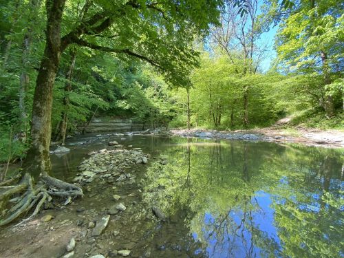 A serene river scene with lush green trees reflecting in calm water under a clear blue sky.