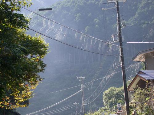 A misty landscape with power lines and trees, creating a serene, atmospheric scene in a rural area.