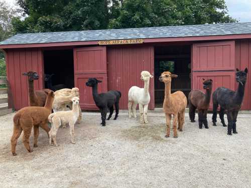 A group of eight alpacas of various colors stands outside a red barn at an alpaca farm.