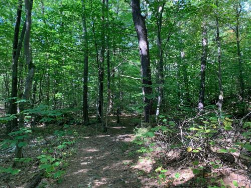 A serene forest path surrounded by lush green trees and underbrush, inviting exploration.