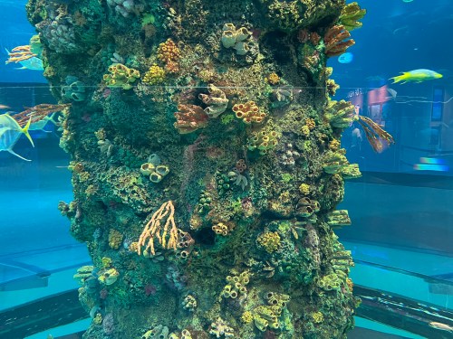 A vibrant coral reef structure inside an aquarium, teeming with colorful marine life and plants.