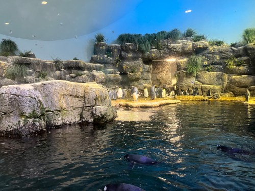 A group of penguins near rocky terrain by a water pool in a zoo exhibit.