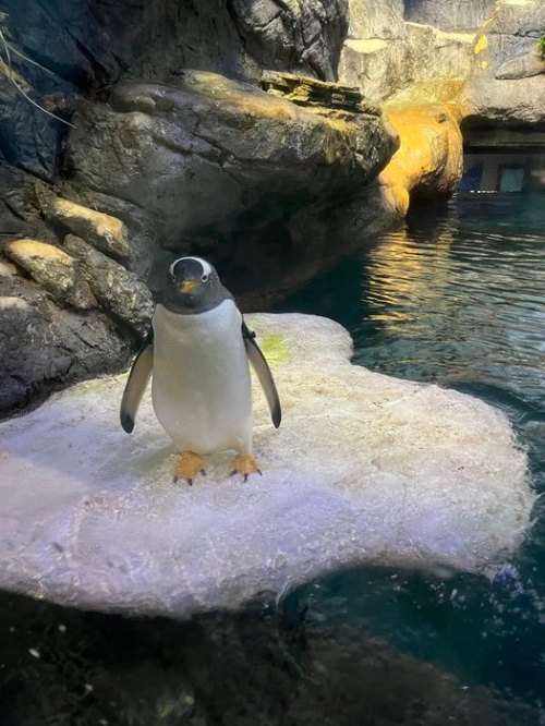A penguin stands on a rocky ledge near water, surrounded by a natural habitat setting.