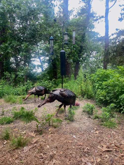 Two wild turkeys forage on the ground in a wooded area, surrounded by greenery and bird feeders.