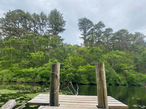A wooden dock extends over a calm, green-tinted lake, surrounded by lush trees under a cloudy sky.