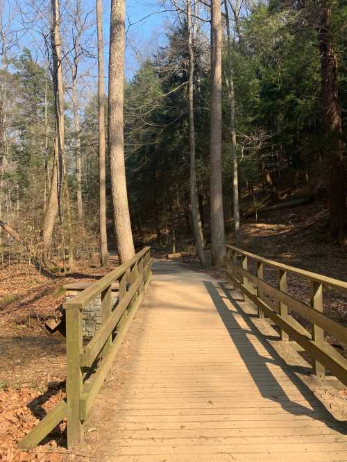 A wooden bridge spans a path through a forest with tall trees and sunlight filtering through the branches.