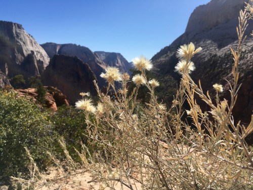 A close-up of white wildflowers in a canyon landscape with towering rock formations and clear blue skies.