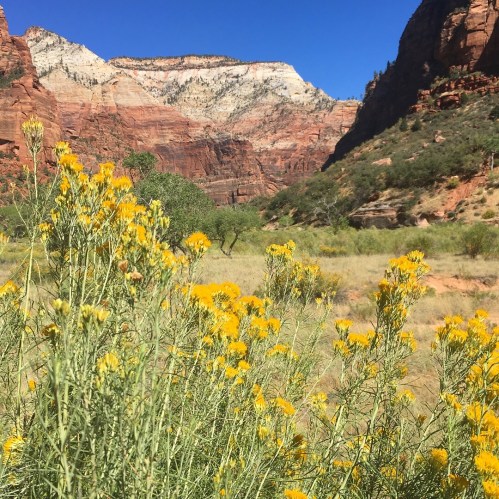 A vibrant field of yellow wildflowers in a canyon, with red rock formations and blue sky in the background.