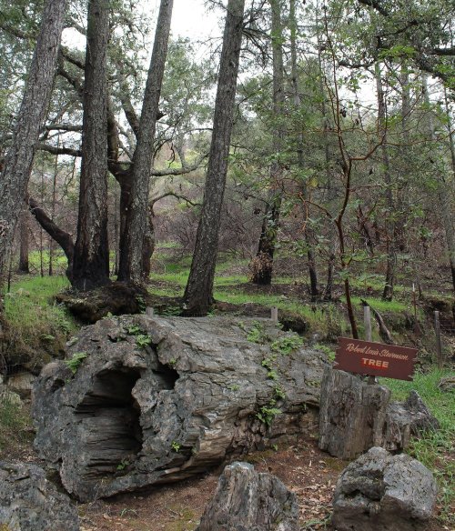 A large, weathered tree stump surrounded by tall trees and greenery, with a sign labeled "Robert Lee Simmons Tree."