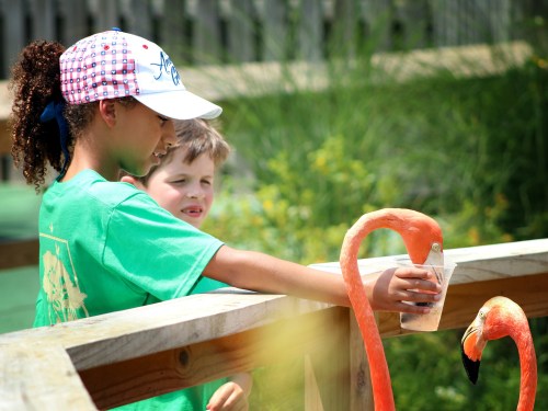 A child in a green shirt feeds a flamingo from a cup while another child watches nearby.