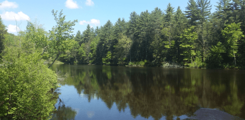 A serene river surrounded by lush green trees under a clear blue sky, reflecting the landscape in the water.