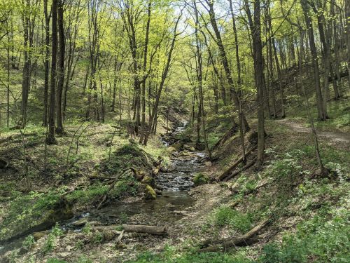 A serene forest scene with lush green trees and a small stream flowing through a wooded area.