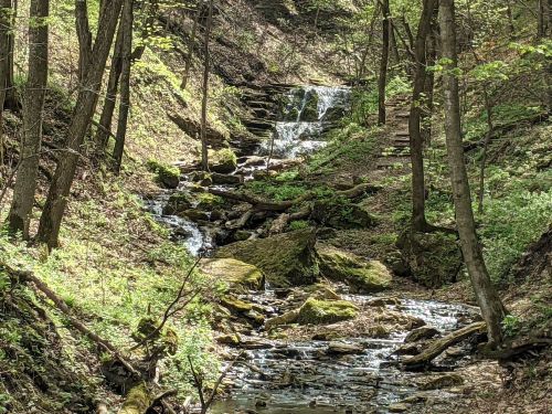 A serene forest scene featuring a small stream flowing over rocks, surrounded by lush greenery and trees.