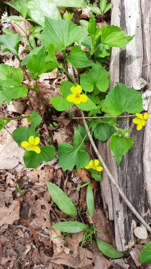 A cluster of yellow flowers surrounded by green leaves, growing near a log on a forest floor covered with dry leaves.