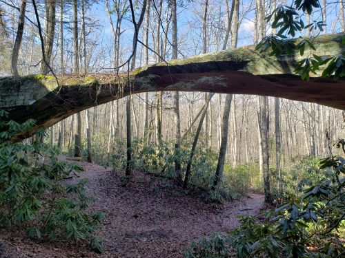 A natural stone arch spans a wooded area, surrounded by trees and lush greenery under a clear blue sky.