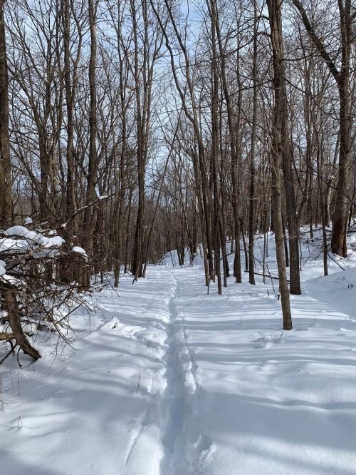 A snowy path winding through a forest of bare trees under a clear sky.