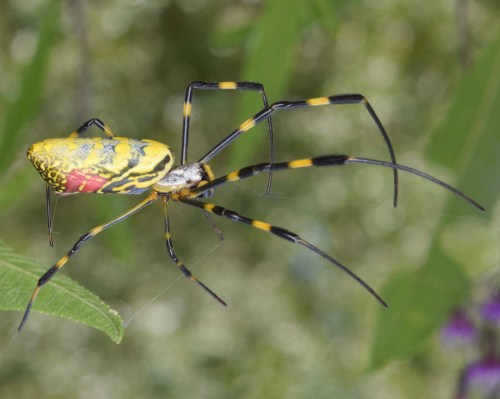 A colorful spider with a yellow and red body and long black legs, perched on a green leaf.