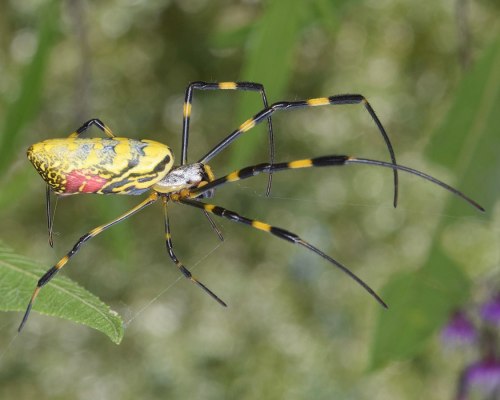 A colorful spider with a yellow and black body and long legs, perched on a green leaf against a blurred background.