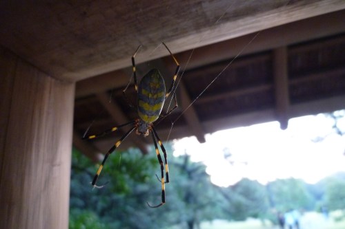 A large spider with yellow and green markings hanging from a wooden beam, with a blurred outdoor background.