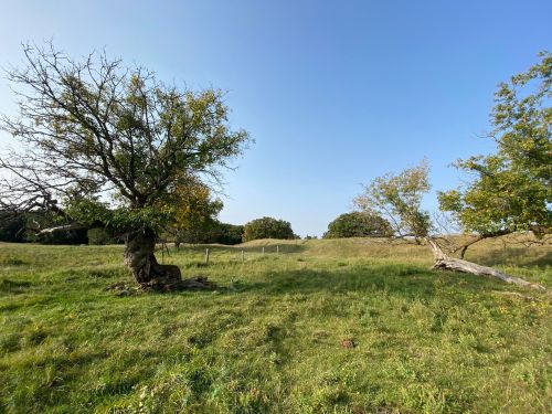 A serene landscape featuring two trees in a grassy field under a clear blue sky.