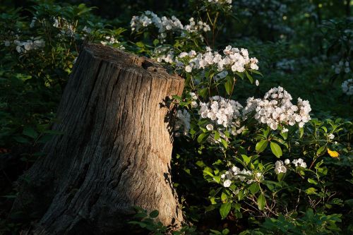 A weathered tree stump surrounded by blooming white flowers in a sunlit forest setting.
