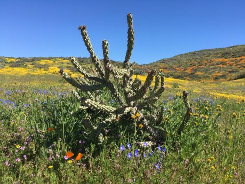A cactus surrounded by colorful wildflowers in a vibrant, sunny landscape with rolling hills.
