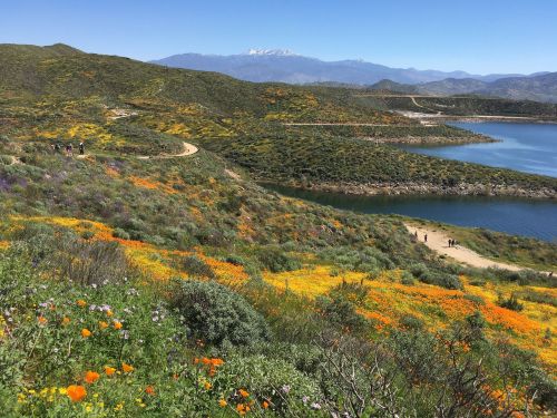 A vibrant landscape with orange wildflowers, a winding path, and a lake, set against distant snow-capped mountains.