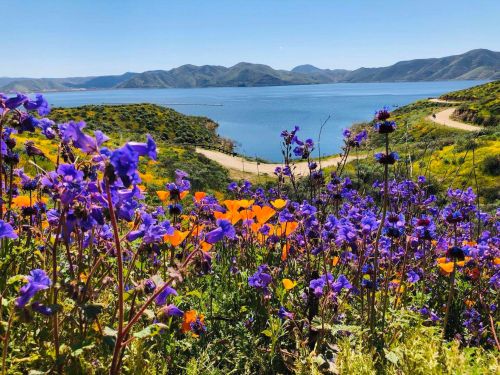 A vibrant landscape featuring purple and orange wildflowers in the foreground, with a serene lake and mountains in the background.