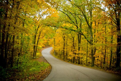 A winding road surrounded by trees with vibrant autumn leaves in shades of yellow and green.
