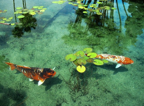 Two koi fish swim in clear water among lily pads, with reflections of palm trees visible on the surface.