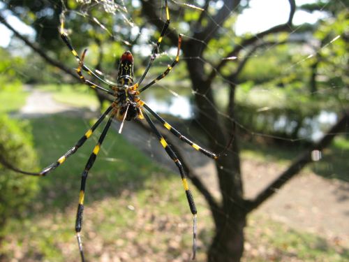 A large spider with yellow and black stripes sits in its web, surrounded by greenery and a blurred background.