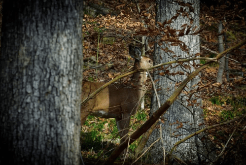 A deer partially hidden among trees and branches in a forest setting.