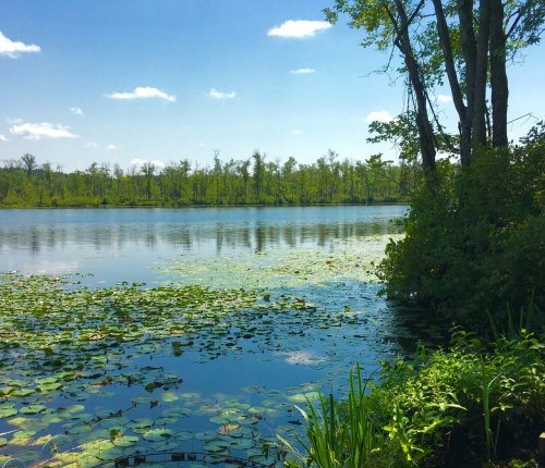 A serene lake surrounded by lush greenery and lily pads under a clear blue sky with a few clouds.