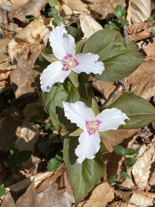 Two white flowers with pink accents bloom among green leaves and fallen brown leaves on the forest floor.