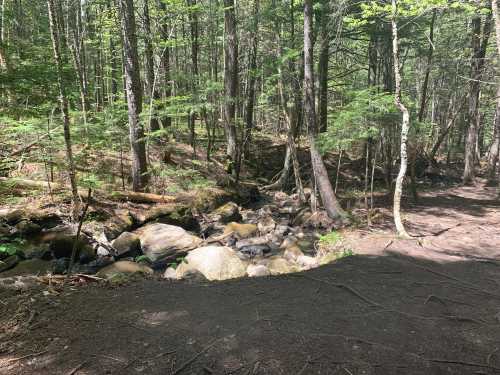 A serene forest scene with a small stream flowing over rocks, surrounded by tall trees and lush greenery.