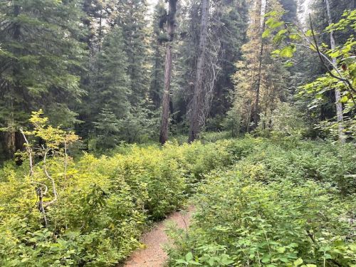 A serene forest scene with tall trees and a narrow path surrounded by lush green underbrush.