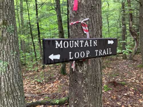 A wooden sign on a tree indicating the Mountain Loop Trail, with arrows pointing left and right in a forested area.