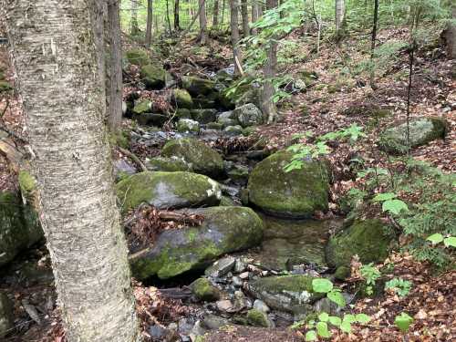 A serene forest scene featuring a small stream flowing over moss-covered rocks, surrounded by trees and fallen leaves.