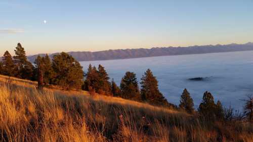 A serene landscape with golden grass, pine trees, and a fog-covered valley under a clear sky and distant mountains.