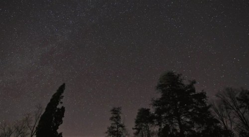 A starry night sky filled with countless stars, silhouetted trees in the foreground against a dark backdrop.