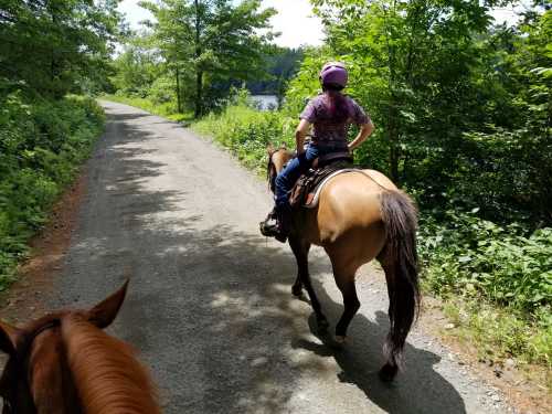 A person riding a horse along a gravel path surrounded by greenery and trees on a sunny day.