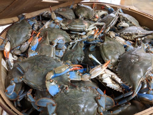 A basket filled with live blue crabs, showcasing their blue claws and shells.