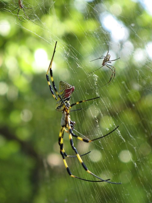 A large, colorful spider with yellow and black stripes spins a web, while a smaller spider is nearby.