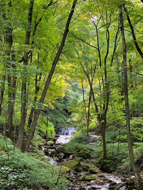 A serene forest scene with tall trees and a small stream flowing through lush greenery.