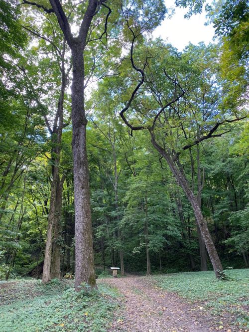 A serene forest scene with tall trees and a path leading into a lush green area.