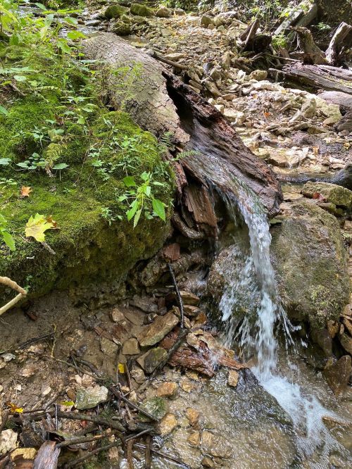 A small stream flows over rocks and mossy logs in a serene forest setting.