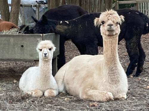Two alpacas, one adult and one baby, sit together in a farm setting with other alpacas in the background.