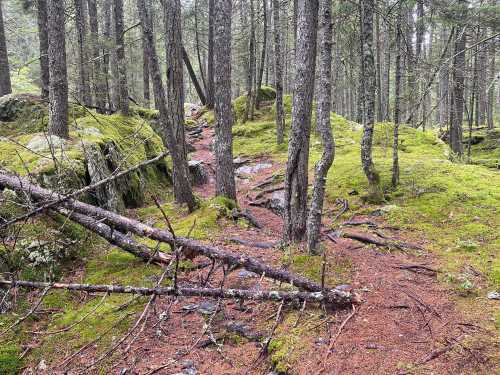 A serene forest scene with moss-covered ground, tall trees, and a winding path through the greenery.