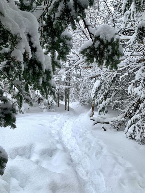 A snowy forest path surrounded by snow-covered trees, creating a serene winter landscape.