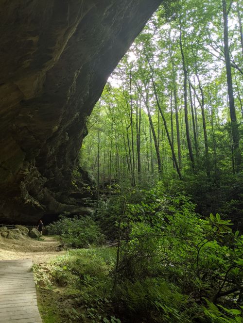 A lush green forest with tall trees and a rocky overhang, creating a serene natural landscape.